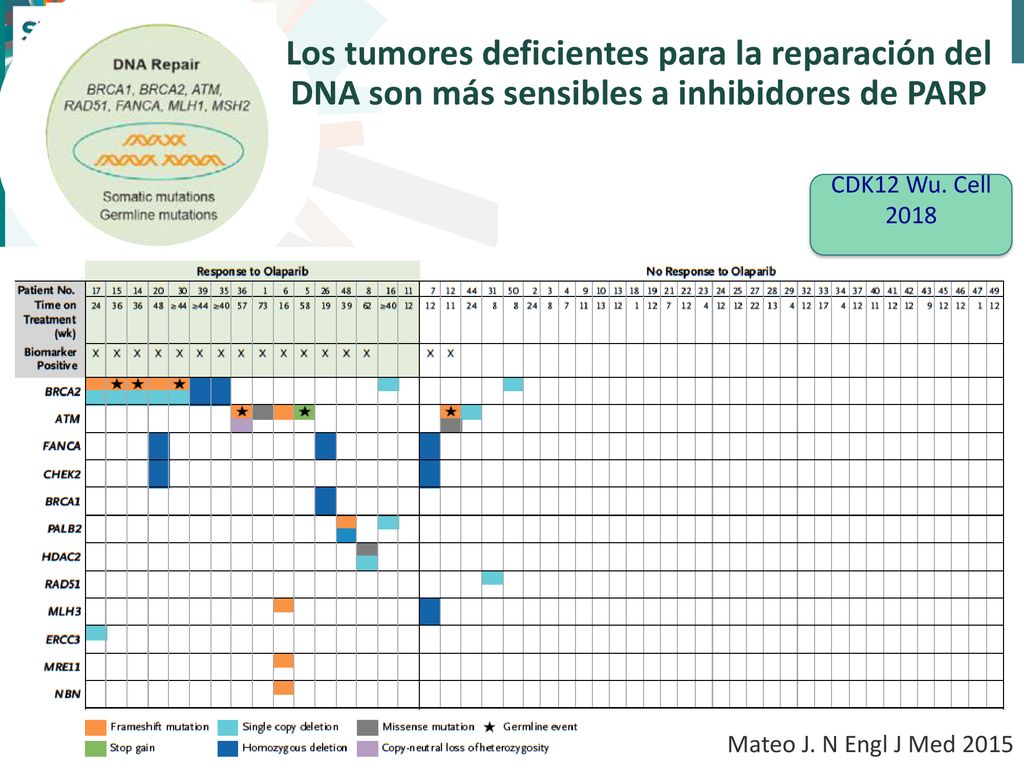 Los tumores deficientes para la reparación del DNA son más sensibles a inhibidores de PARP
