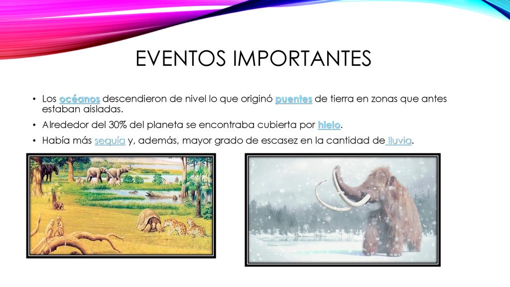 Eventos importantes Los océanos descendieron de nivel lo que originó puentes de tierra en zonas que antes estaban aisladas.