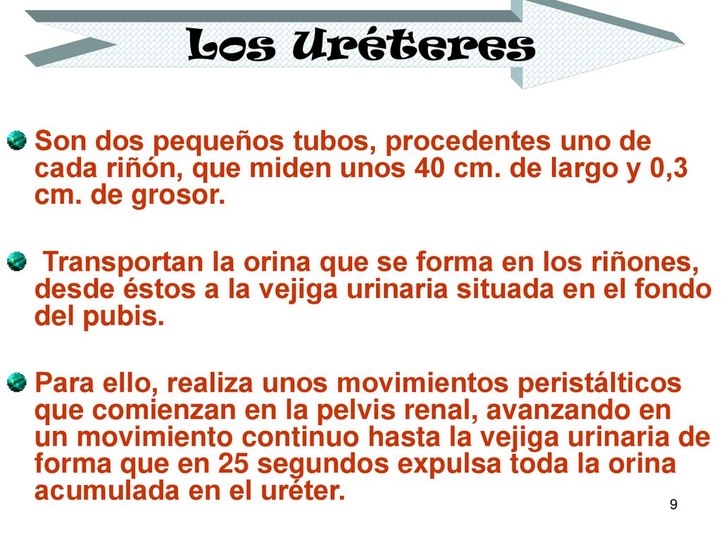 Los Uréteres Son dos pequeños tubos, procedentes uno de cada riñón, que miden unos 40 cm. de largo y 0,3 cm. de grosor.