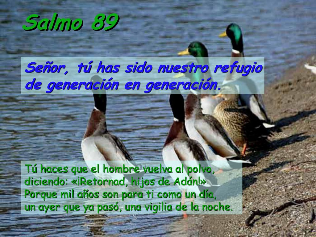 Salmo 89 Señor, tú has sido nuestro refugio de generación en generación.