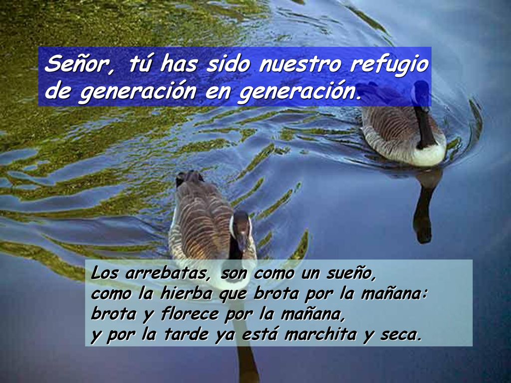 Señor, tú has sido nuestro refugio de generación en generación.