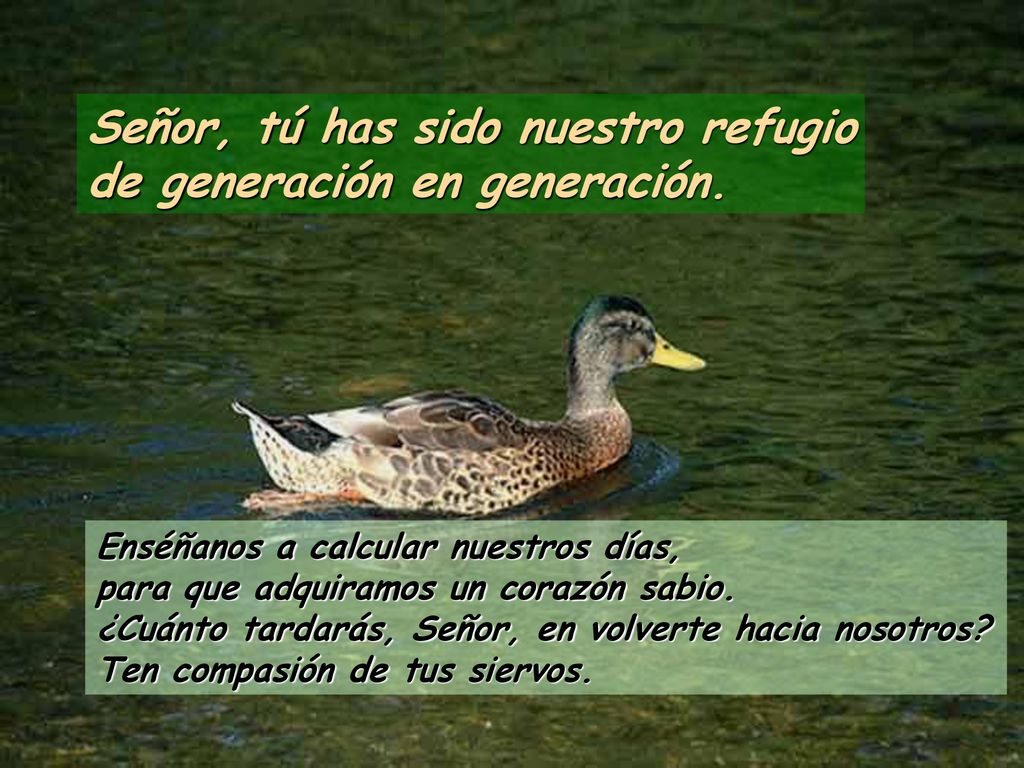 Señor, tú has sido nuestro refugio de generación en generación.