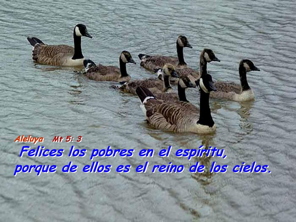 Aleluya Mt 5: 3 Felices los pobres en el espíritu, porque de ellos es el reino de los cielos.