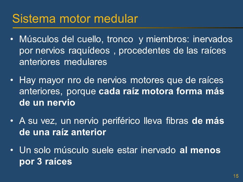 Sistema motor medular Músculos del cuello, tronco y miembros: inervados por nervios raquídeos , procedentes de las raíces anteriores medulares.