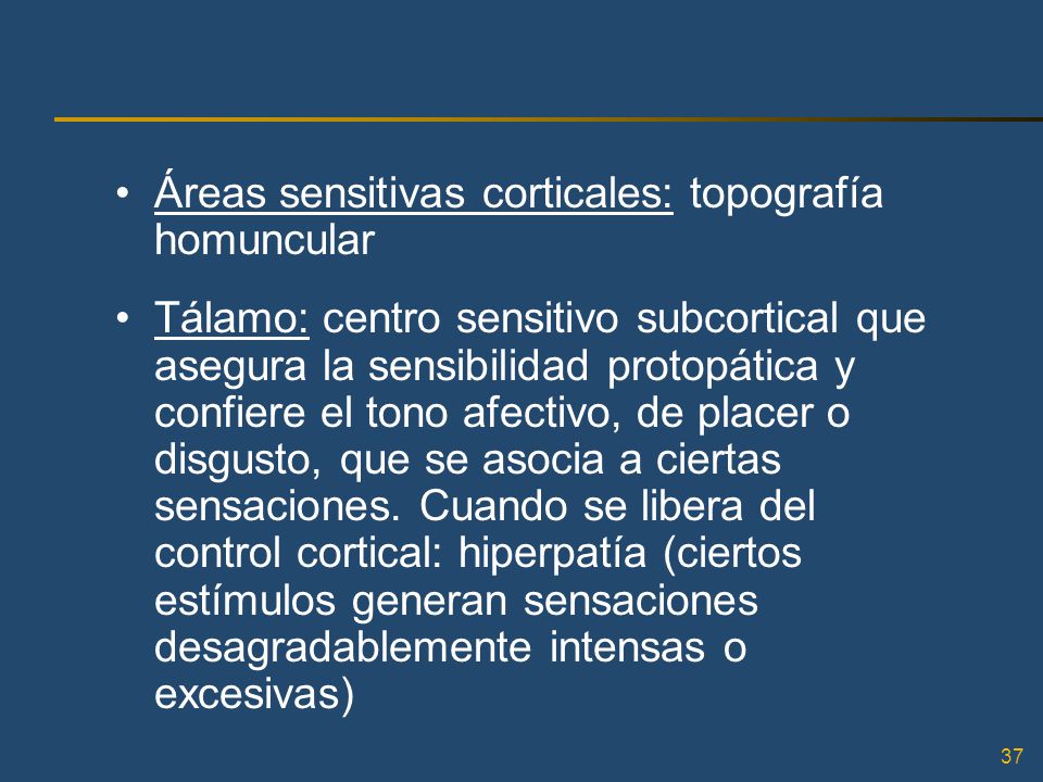 Áreas sensitivas corticales: topografía homuncular