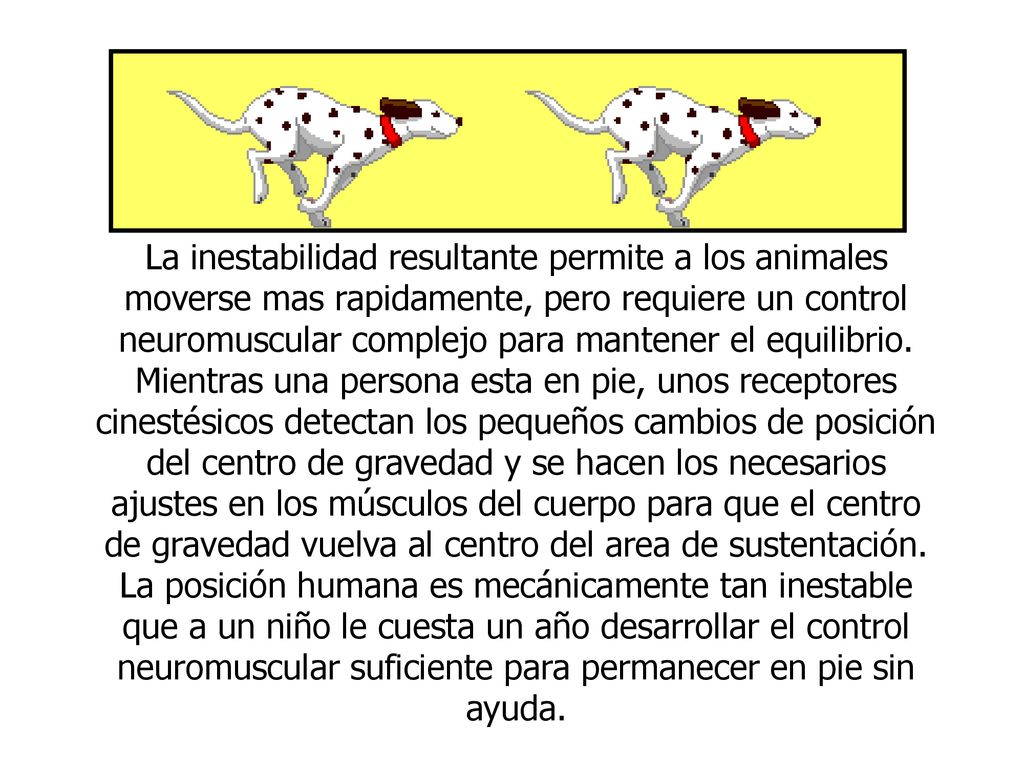 La inestabilidad resultante permite a los animales moverse mas rapidamente, pero requiere un control neuromuscular complejo para mantener el equilibrio.