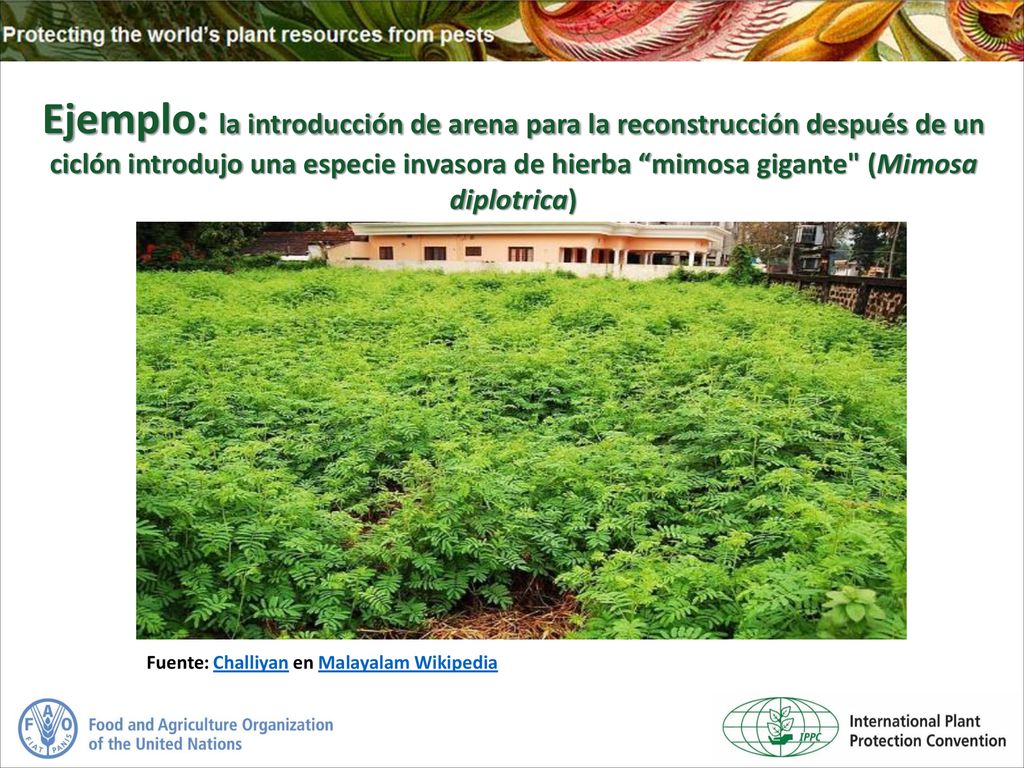 Ejemplo: la introducción de arena para la reconstrucción después de un ciclón introdujo una especie invasora de hierba mimosa gigante (Mimosa diplotrica)