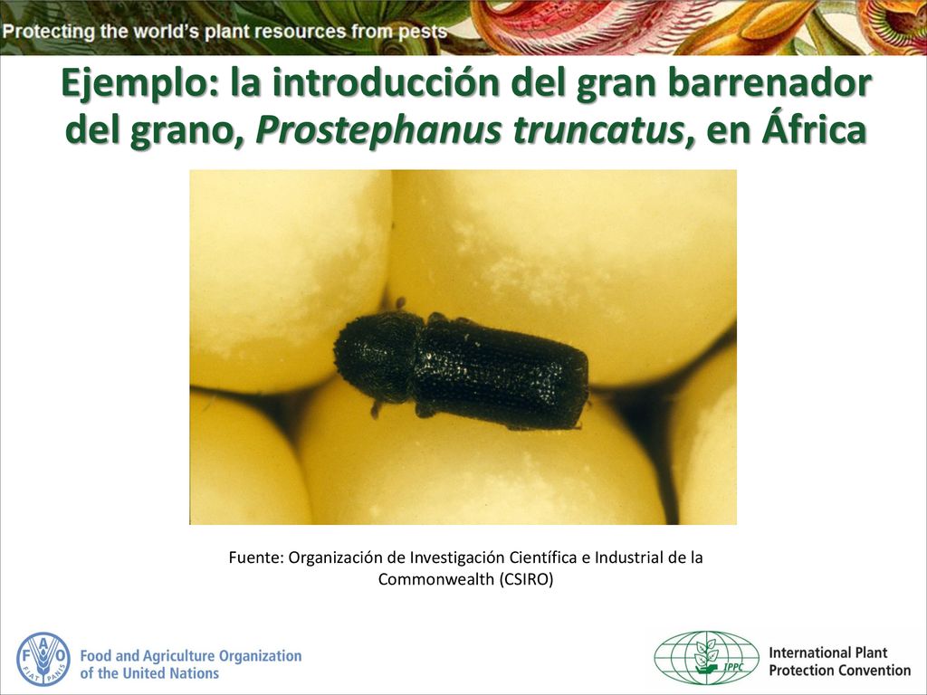 Ejemplo: la introducción del gran barrenador del grano, Prostephanus truncatus, en África