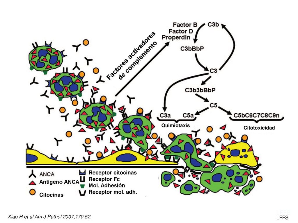 A Factores activadores de complemento LFFS Receptor citocinas