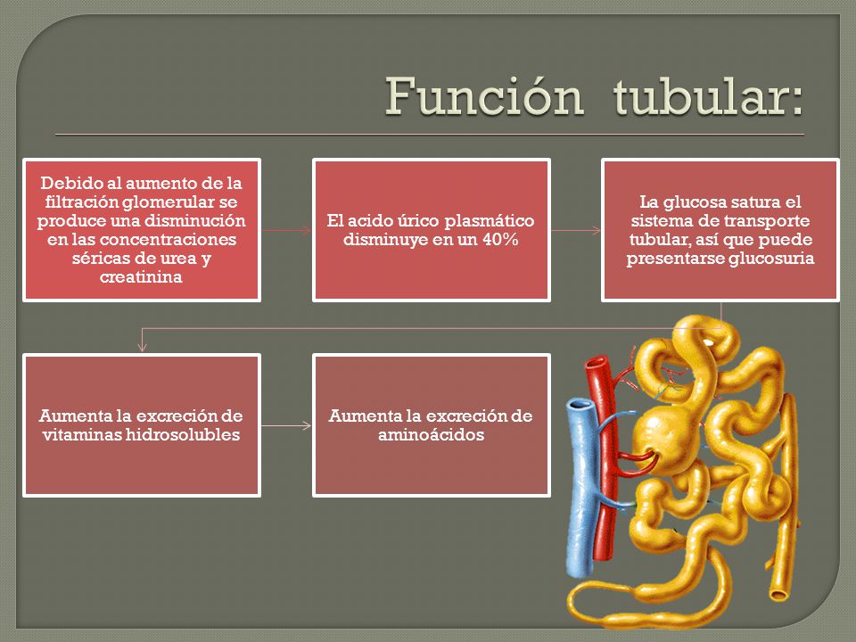 Función tubular: Debido al aumento de la filtración glomerular se produce una disminución en las concentraciones séricas de urea y creatinina.
