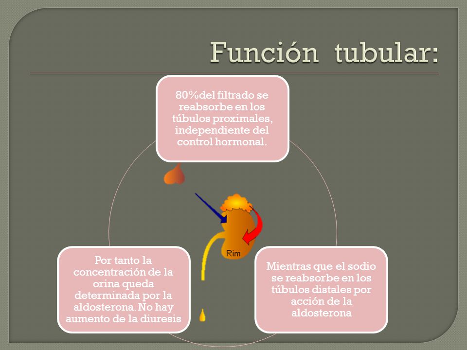 Función tubular: 80%del filtrado se reabsorbe en los túbulos proximales, independiente del control hormonal.