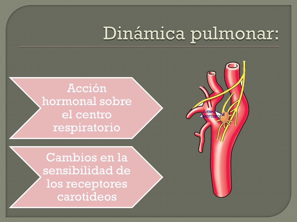 Dinámica pulmonar: Acción hormonal sobre el centro respiratorio