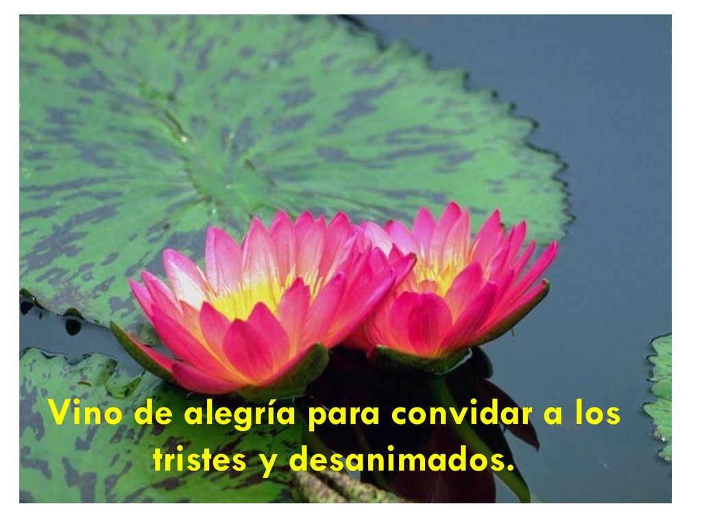 Vino de alegría para convidar a los tristes y desanimados.