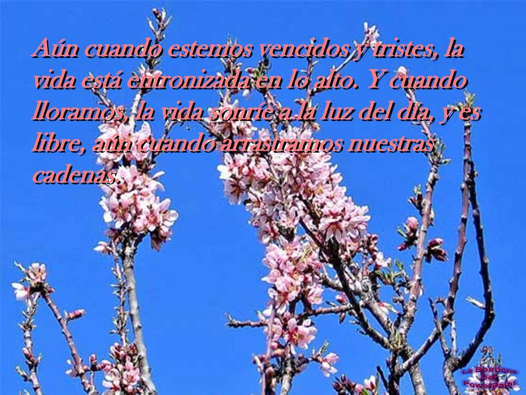 Aún cuando estemos vencidos y tristes, la vida está entronizada en lo alto.