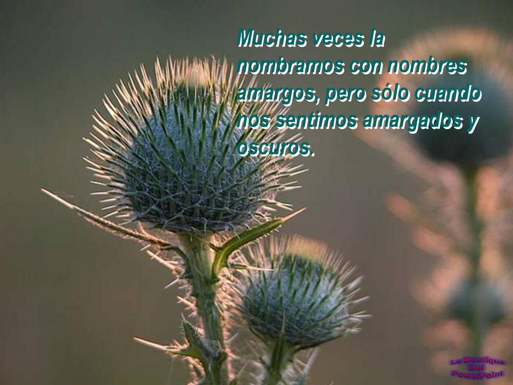 Muchas veces la nombramos con nombres amargos, pero sólo cuando nos sentimos amargados y oscuros.