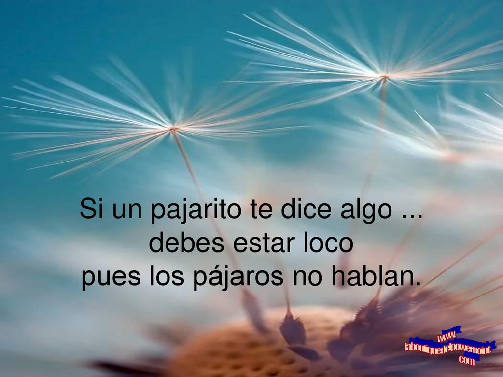 Si un pajarito te dice algo ... debes estar loco