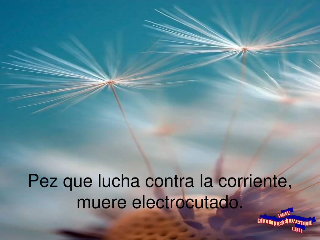 Pez que lucha contra la corriente, muere electrocutado.