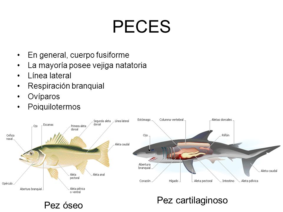 PECES Pez cartilaginoso Pez óseo En general, cuerpo fusiforme