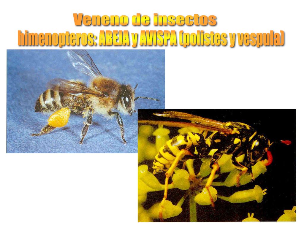 himenopteros: ABEJA y AVISPA (polistes y vespula)
