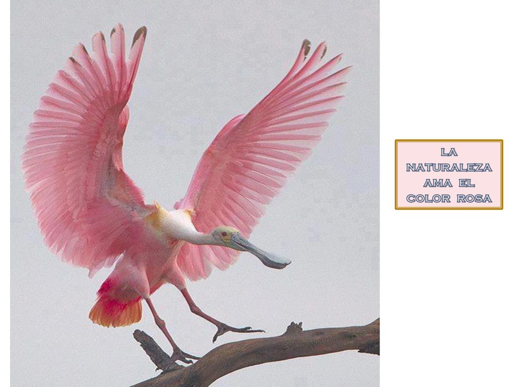 la naturaleza ama el color rosa