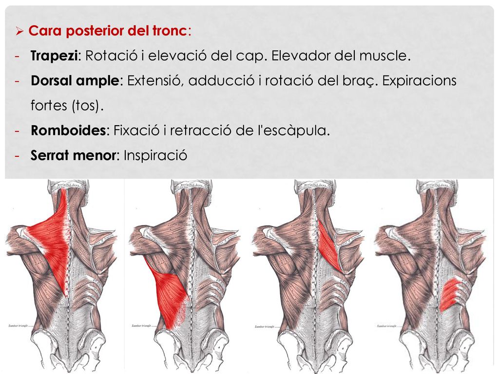 Trapezi: Rotació i elevació del cap. Elevador del muscle.