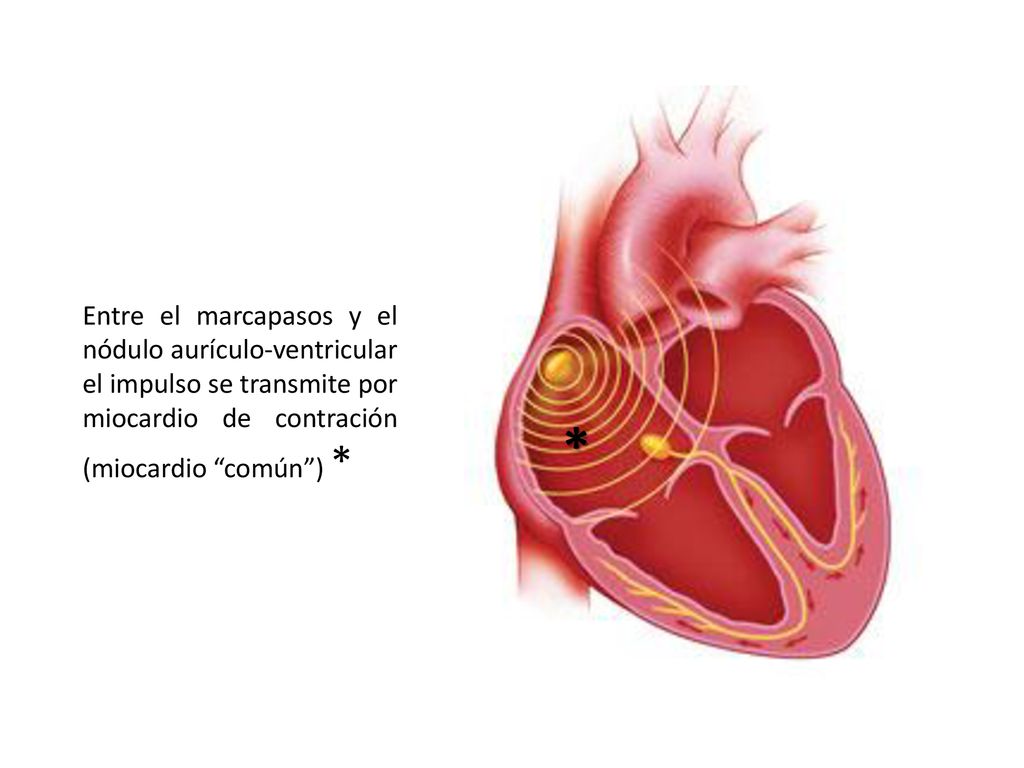 Entre el marcapasos y el nódulo aurículo-ventricular el impulso se transmite por miocardio de contración (miocardio común ) *