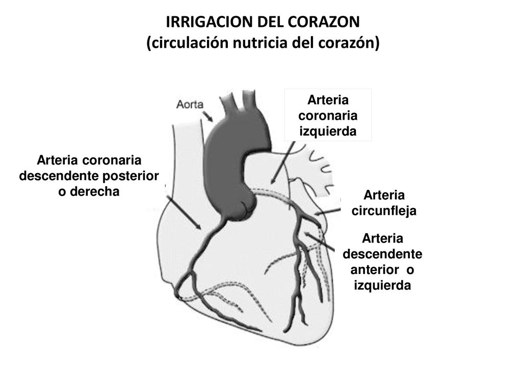 IRRIGACION DEL CORAZON (circulación nutricia del corazón)