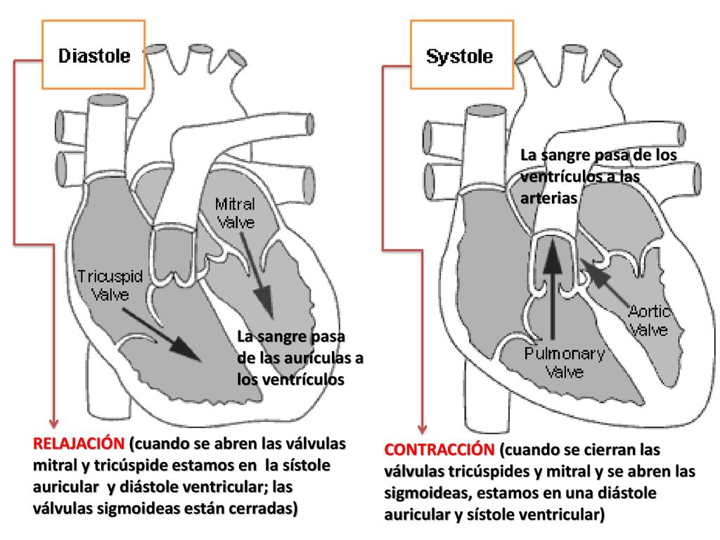 CONTRACCIÓN (cuando se cierran las válvulas tricúspides y mitral y se abren las sigmoideas, estamos en una diástole auricular y sístole ventricular)