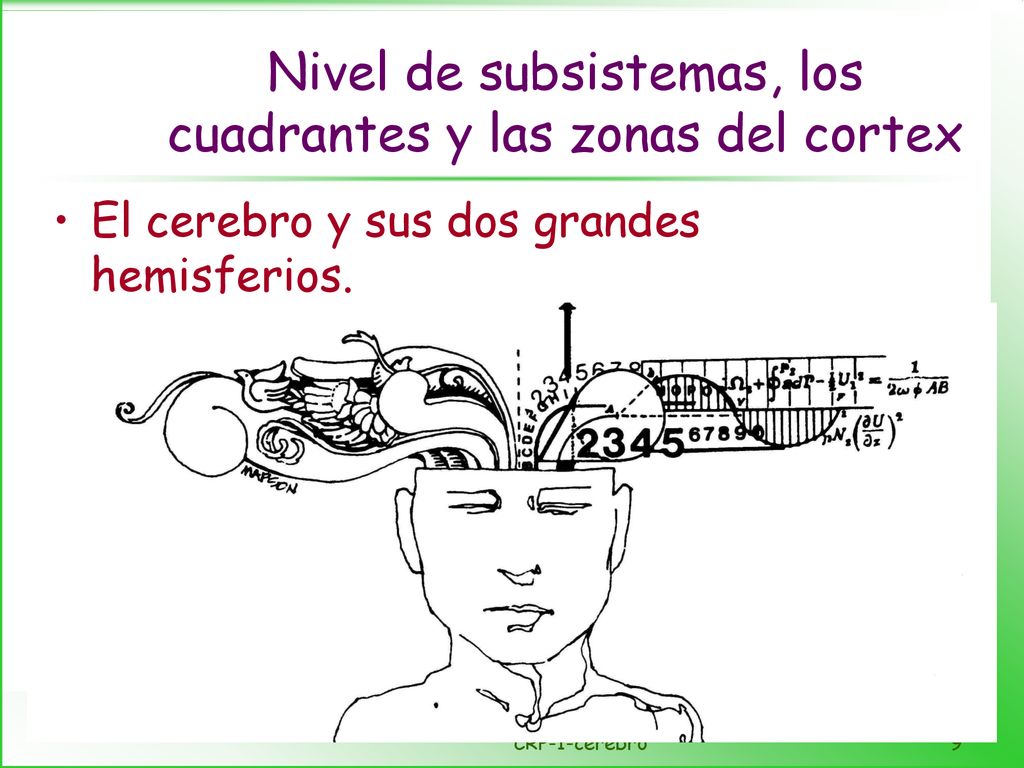 Nivel de subsistemas, los cuadrantes y las zonas del cortex