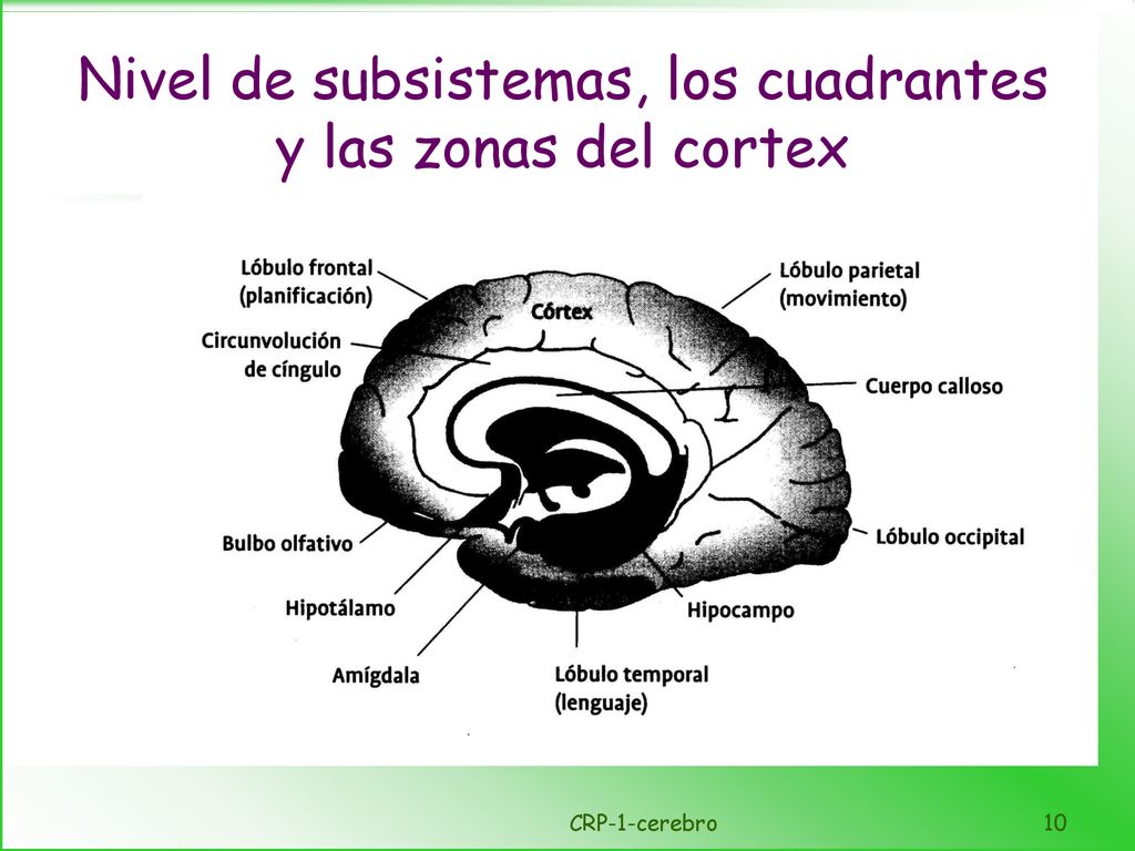 Nivel de subsistemas, los cuadrantes y las zonas del cortex