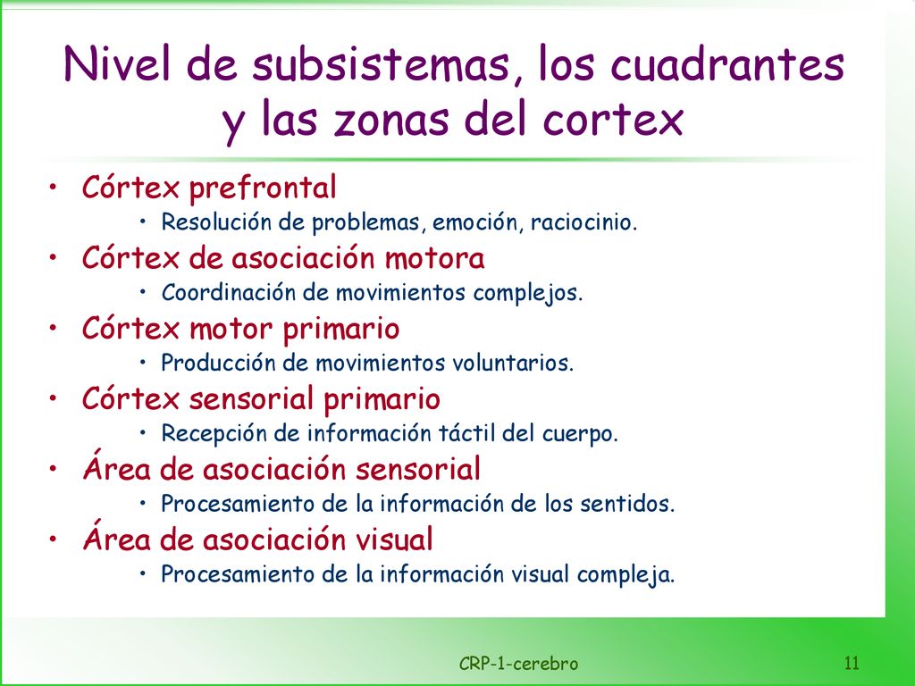 Nivel de subsistemas, los cuadrantes y las zonas del cortex