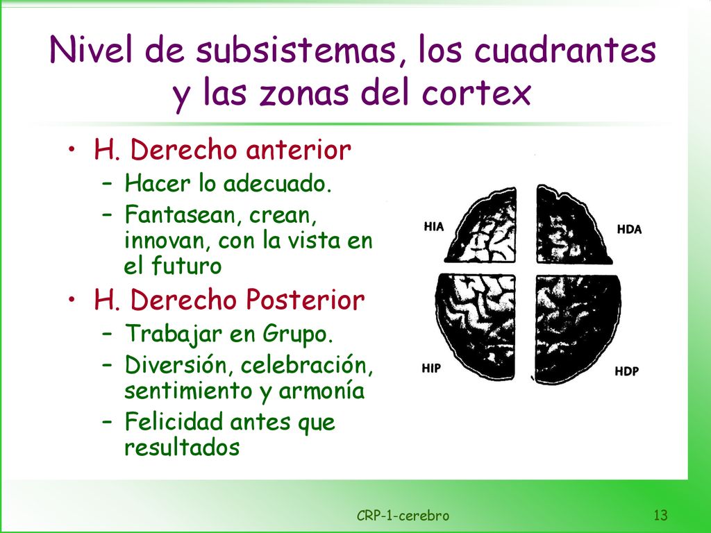 Nivel de subsistemas, los cuadrantes y las zonas del cortex