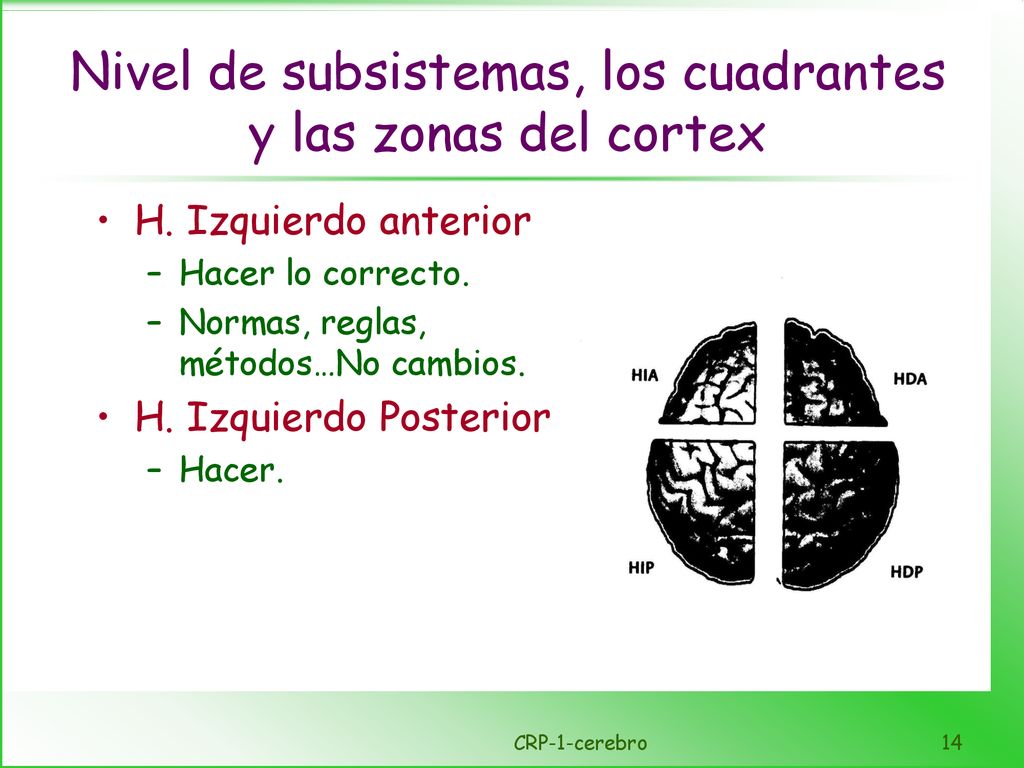Nivel de subsistemas, los cuadrantes y las zonas del cortex