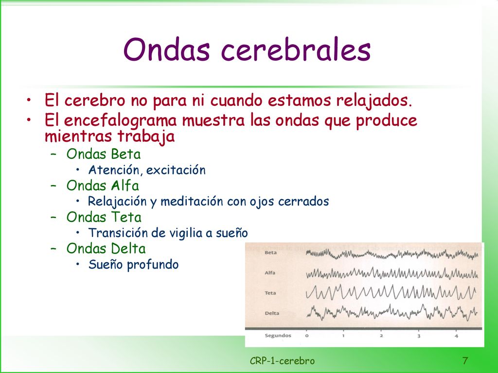 Ondas cerebrales El cerebro no para ni cuando estamos relajados.