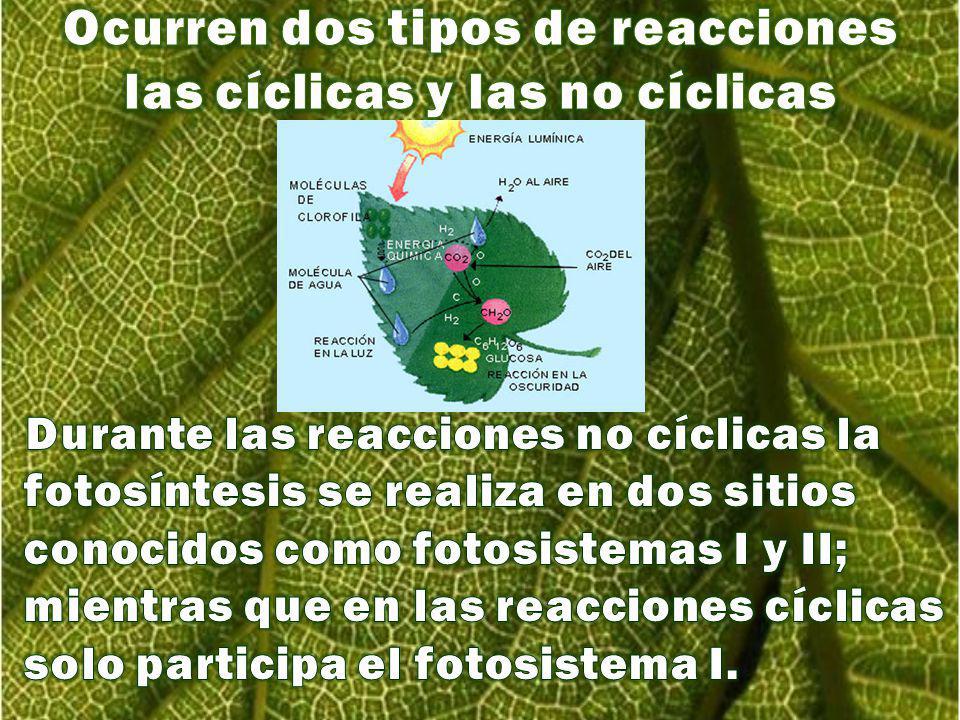 Ocurren dos tipos de reacciones las cíclicas y las no cíclicas