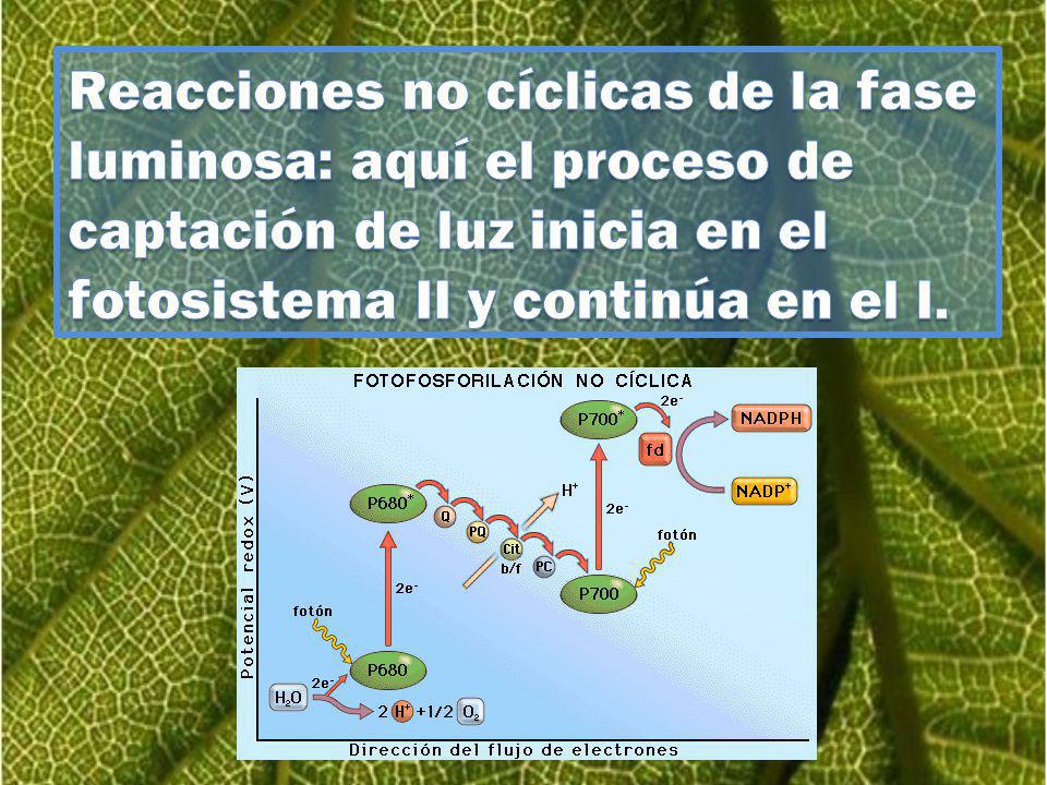 Reacciones no cíclicas de la fase luminosa: aquí el proceso de captación de luz inicia en el fotosistema II y continúa en el I.