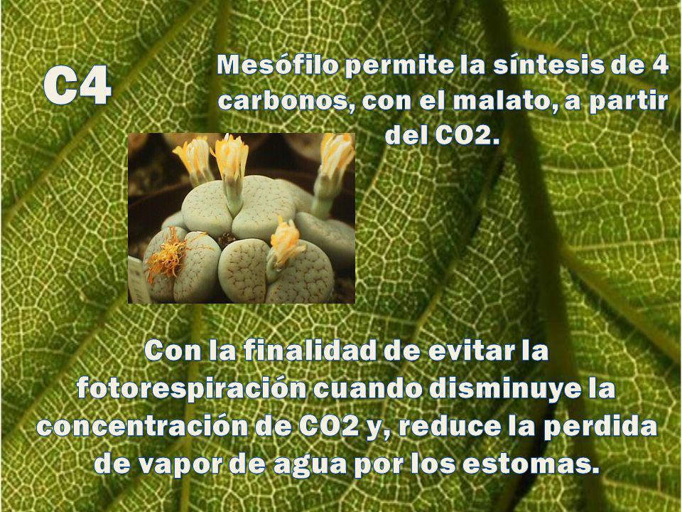 Mesófilo permite la síntesis de 4 carbonos, con el malato, a partir del CO2.