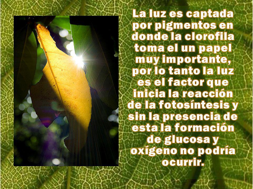 La luz es captada por pigmentos en donde la clorofila toma el un papel muy importante, por lo tanto la luz es el factor que inicia la reacción de la fotosíntesis y sin la presencia de esta la formación de glucosa y oxígeno no podría ocurrir.