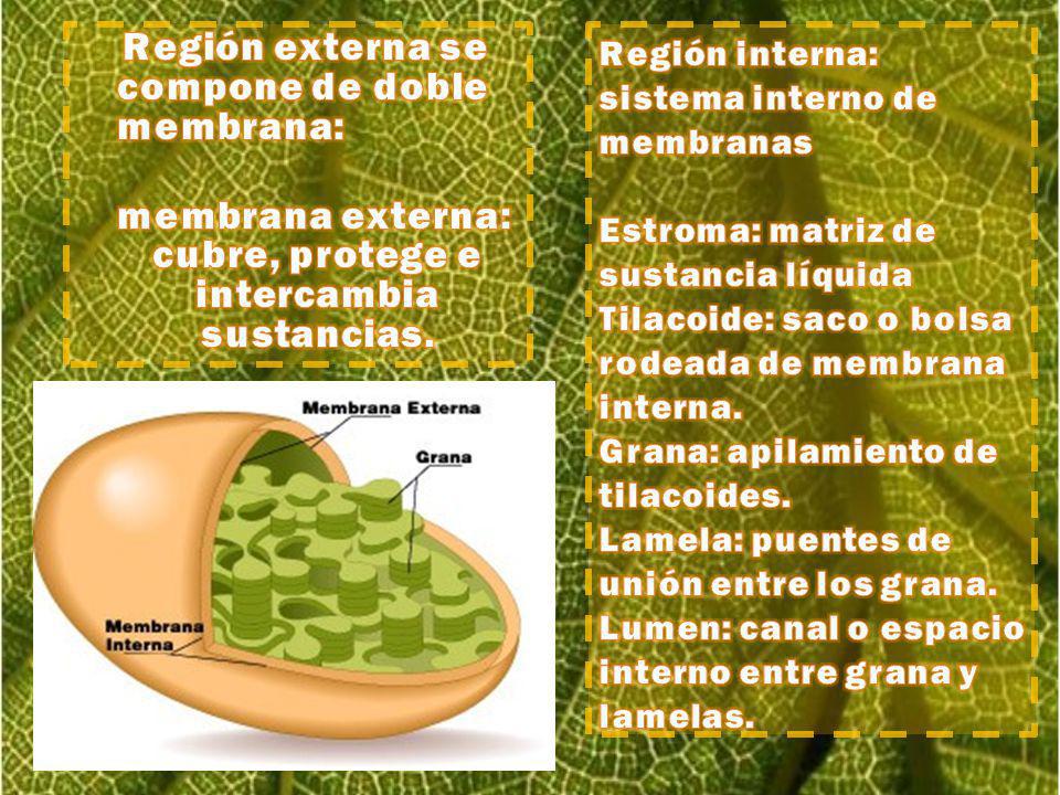 membrana externa: cubre, protege e intercambia sustancias.