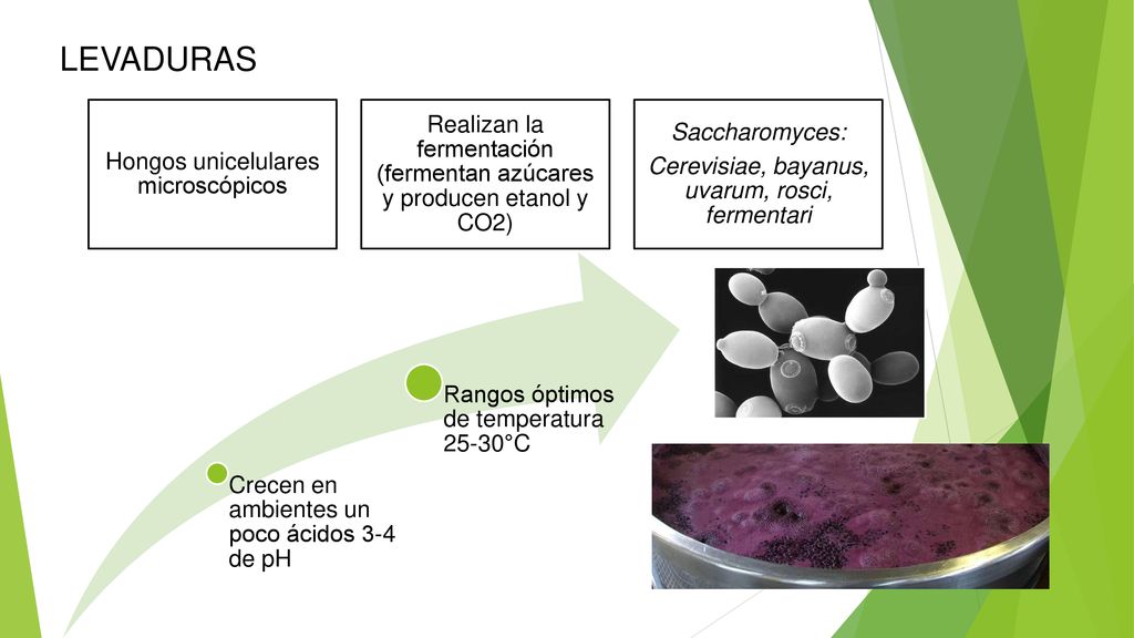 LEVADURAS Hongos unicelulares microscópicos. Realizan la fermentación (fermentan azúcares y producen etanol y CO2)