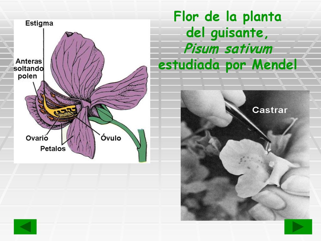 Flor de la planta del guisante, Pisum sativum estudiada por Mendel