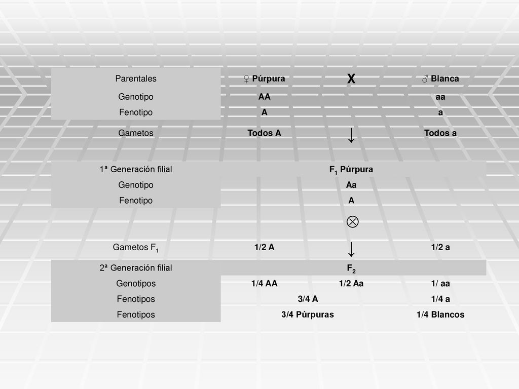 ↓ Ä X Parentales ♀ Púrpura ♂ Blanca Genotipo AA aa Fenotipo A a
