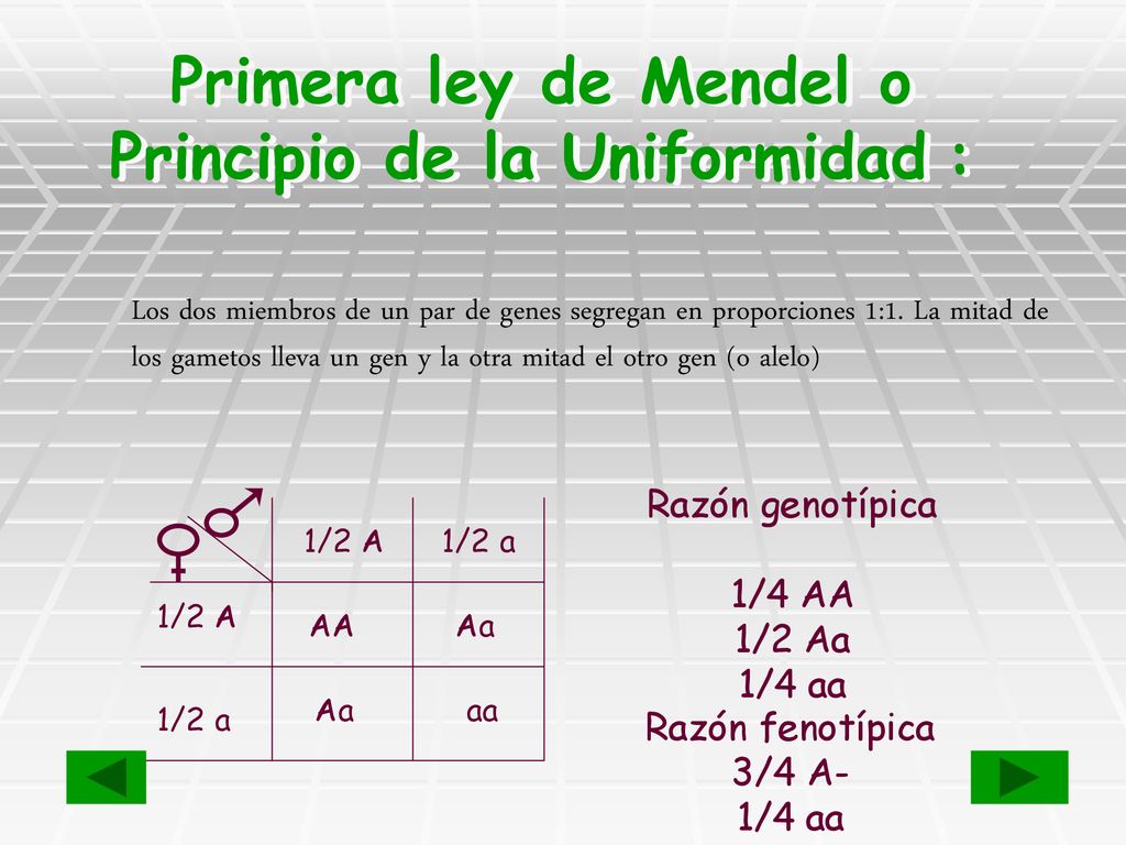 Primera ley de Mendel o Principio de la Uniformidad :