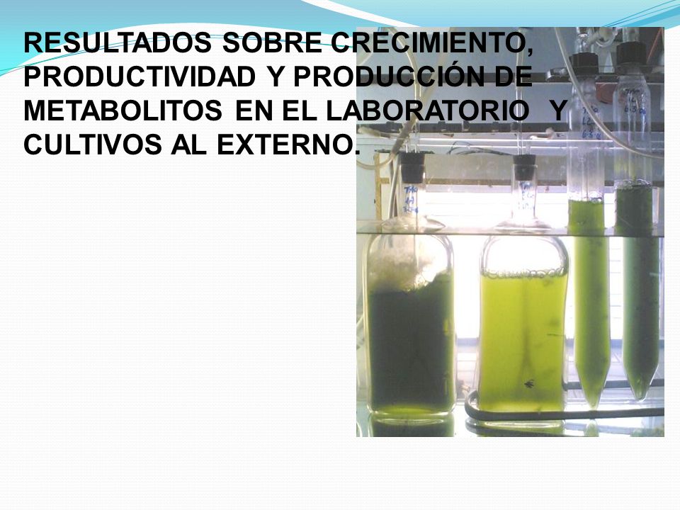 RESULTADOS SOBRE CRECIMIENTO, PRODUCTIVIDAD Y PRODUCCIÓN DE METABOLITOS EN EL LABORATORIO Y CULTIVOS AL EXTERNO.