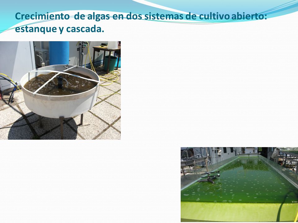 - Crecimiento de algas en dos sistemas de cultivo abierto: estanque y cascada.
