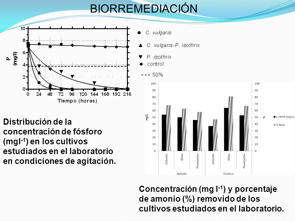 BIORREMEDIACIÓN Distribución de la concentración de fósforo (mgl-1) en los cultivos estudiados en el laboratorio en condiciones de agitación.