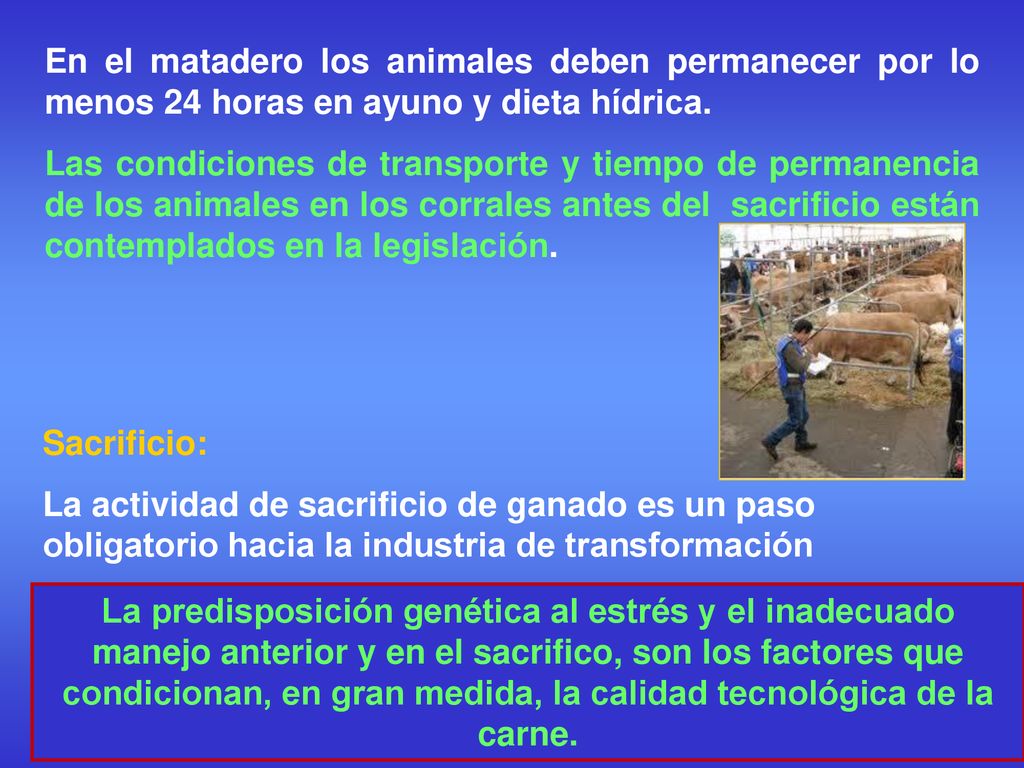 En el matadero los animales deben permanecer por lo menos 24 horas en ayuno y dieta hídrica.