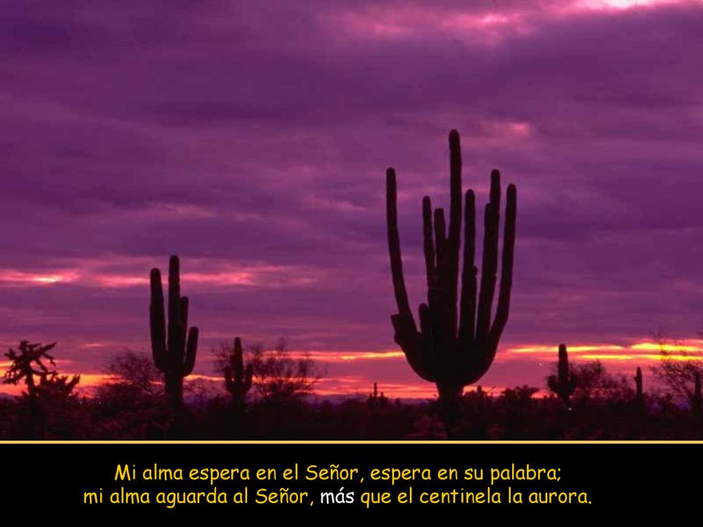 Mi alma espera en el Señor, espera en su palabra; mi alma aguarda al Señor, más que el centinela la aurora.