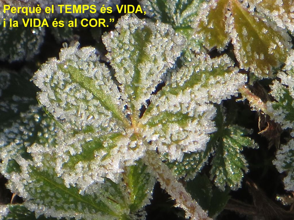Perquè el TEMPS és VIDA, i la VIDA és al COR.