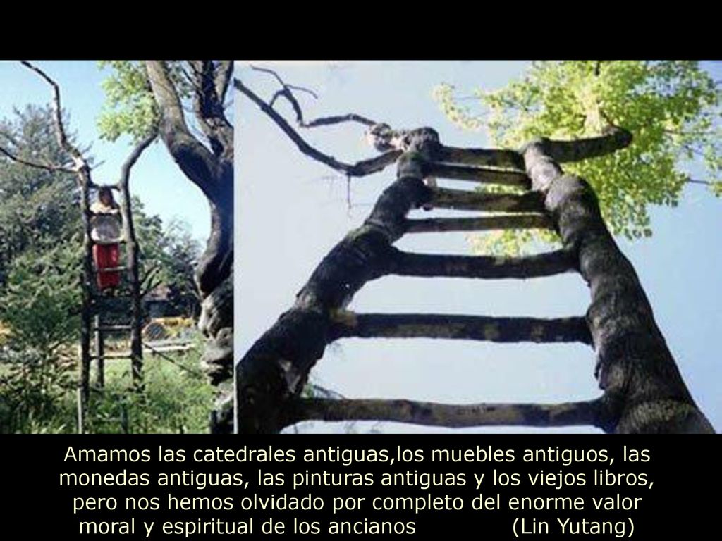 Amamos las catedrales antiguas,los muebles antiguos, las monedas antiguas, las pinturas antiguas y los viejos libros, pero nos hemos olvidado por completo del enorme valor moral y espiritual de los ancianos (Lin Yutang)
